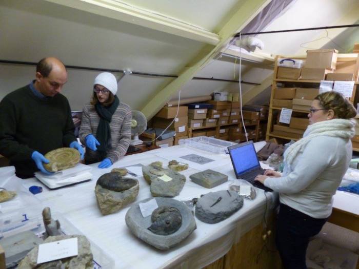 Selecting fossils for redisplay at Bridport Museum
