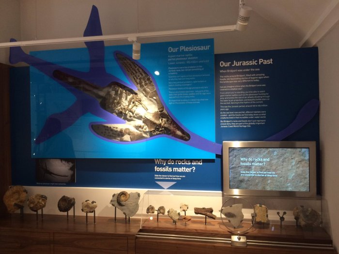 Jurassic Coast displays at Bridport Museum